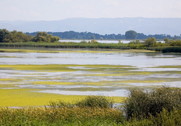 Wetland along the Danube River, Portile de Fier Nature Park, Romania.
